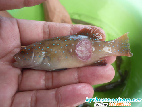 Cá bị bệnh nặng sẽ không định được hướng bơi, từ từ chìm xuống đáy ao hoặc bè rồi chết Cá bị bệnh nặng sẽ không định được hướng bơi, từ từ chìm xuống đáy ao hoặc bè rồi chết