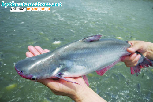 Nên trộn Bio – Activit, Nutri – Fish, Biozyme, Biopremix 22, vitamin C 10% liên tục vào trong thức ăn để cá mau lành bệnh Nên trộn Bio – Activit, Nutri – Fish, Biozyme, Biopremix 22, vitamin C 10% liên tục vào trong thức ăn để cá mau lành bệnh