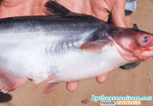 Bệnh nặng cá chết chìm dưới đáy Bệnh nặng cá chết chìm dưới đáy