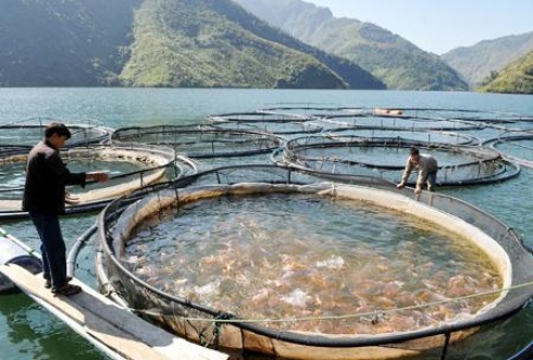 Bệnh thường xảy ra vào mùa mưa và thời tiết lạnh khi nhiệt độ thấp (18 – 20oC), đặc biêt khi cá bị xây xát hoặc do viêm nhiễm ngoài da Bệnh thường xảy ra vào mùa mưa và thời tiết lạnh khi nhiệt độ thấp (18 – 20oC), đặc biêt khi cá bị xây xát hoặc do viêm nhiễm ngoài da