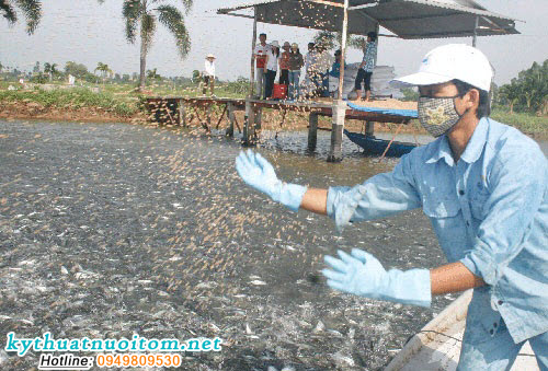 Điều trị thiếu vitamin ở cá có thể bổ sung bằng các loại Premix cho cá làm cho cá hấp thụ được một số vitamin và khoáng chất vi lượng cần thiết cho quá trình sinh trường và phát triển Điều trị thiếu vitamin ở cá có thể bổ sung bằng các loại Premix cho cá làm cho cá hấp thụ được một số vitamin và khoáng chất vi lượng cần thiết cho quá trình sinh trường và phát triển