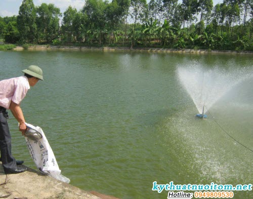 Cho thuốc trực tiếp xuống ao là một trong những kỹ thuật hỗ trợ điều trị và phòng bệnh cho cá hiệu quả Cho thuốc trực tiếp xuống ao là một trong những kỹ thuật hỗ trợ điều trị và phòng bệnh cho cá hiệu quả