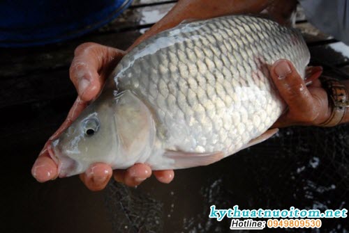 Bôi thuốc trực tiếp là một trong những giải pháp cần thiết nếu cá bị bệnh nặng Bôi thuốc trực tiếp là một trong những giải pháp cần thiết nếu cá bị bệnh nặng