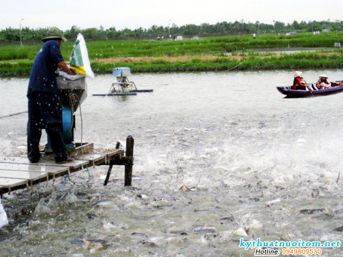 Tăng sức đề kháng cho cá là điều vô cùng quan trọng Tăng sức đề kháng cho cá là điều vô cùng quan trọng