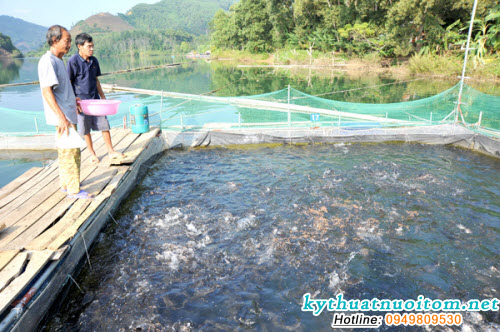 Thả nuôi với mật độ thích hợp để cá lớn nhanh và có sức khỏe tốt Thả nuôi với mật độ thích hợp để cá lớn nhanh và có sức khỏe tốt