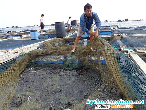 Khi bón phân hữu cơ (phân chuồng) cho ao, không nên dùng tươi mà nên bón phân đã ủ cho hoai với 1% vôi Khi bón phân hữu cơ (phân chuồng) cho ao, không nên dùng tươi mà nên bón phân đã ủ cho hoai với 1% vôi