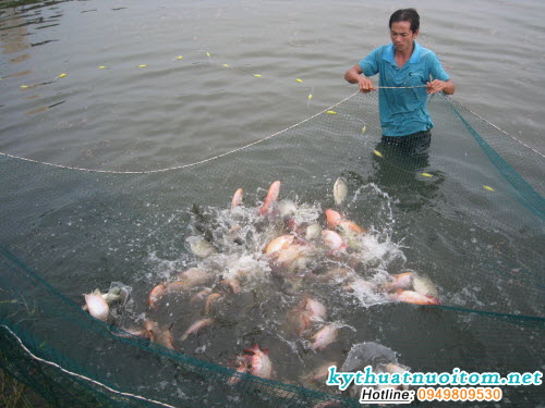 Tuy nhiên, sai lầm ở chỗ người nuôi không nắm được diễn biến môi trường sẽ dần xấu đi sau mỗi ngày nuôi, mỗi tuần nuôi Tuy nhiên, sai lầm ở chỗ người nuôi không nắm được diễn biến môi trường sẽ dần xấu đi sau mỗi ngày nuôi, mỗi tuần nuôi