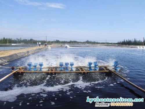 Như vậy khi cho cá tôm ăn, cần dựa vào tuổi cá, chất lượng thức ăn, chất lượng môi trường, diễn biến thời tiết, tình trạng sức khỏe, giai đoạn nuôi, để phân bổ thức ăn sao cho hợp lý Như vậy khi cho cá tôm ăn, cần dựa vào tuổi cá, chất lượng thức ăn, chất lượng môi trường, diễn biến thời tiết, tình trạng sức khỏe, giai đoạn nuôi, để phân bổ thức ăn sao cho hợp lý