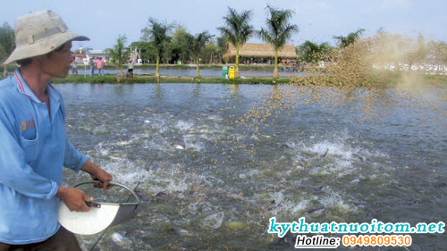 Sử dụng các chế phẩm sinh học như phục hồi môi trường nước và ức chế vi sinh vật có hại, chất lắng đọng xử lý môi trường, chất xử lý ô nhiễm nền đáy; thường xuyên theo dõi hoạt động của cá để phát hiện kịp thời Sử dụng các chế phẩm sinh học như phục hồi môi trường nước và ức chế vi sinh vật có hại, chất lắng đọng xử lý môi trường, chất xử lý ô nhiễm nền đáy; thường xuyên theo dõi hoạt động của cá để phát hiện kịp thời