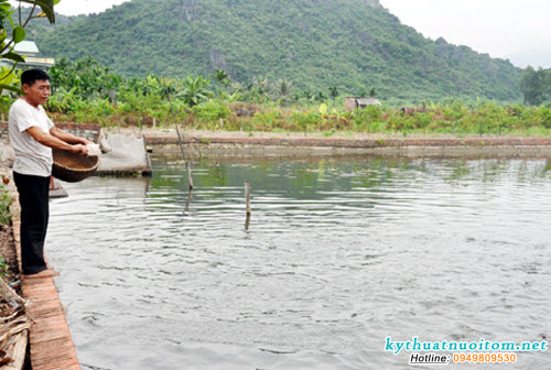 Khi xây dựng ao nên dùng đá kè hai mặt bờ và đổ đất vào giữa Khi xây dựng ao nên dùng đá kè hai mặt bờ và đổ đất vào giữa