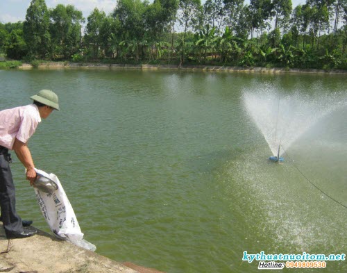 Ngoài thức ăn xanh có thể cho cá ăn thêm thức ăn tinh như: cám gạo, bột ngô, giun đất… để trong giàn ở một góc ao Ngoài thức ăn xanh có thể cho cá ăn thêm thức ăn tinh như: cám gạo, bột ngô, giun đất… để trong giàn ở một góc ao