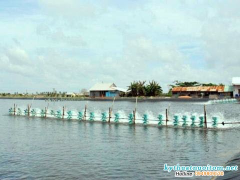 Nuôi chuyên canh cần có kỹ thuật nuôi tôm chuyên nghiệp