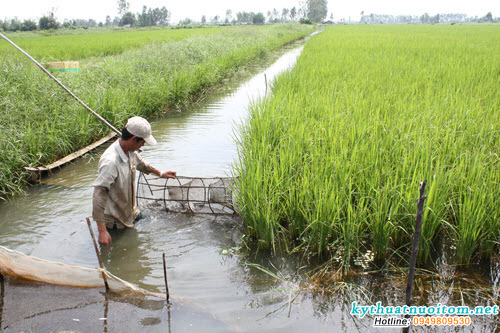 Nuôi xen ghép hình thức được nhiều bà con lựa chọn hiện nay