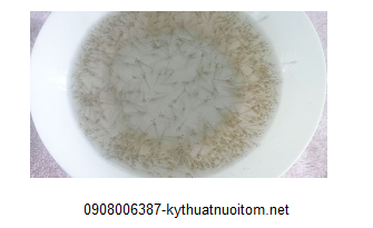 Giai đoạn thả giống cực kỳ quan trọng và ảnh hưởng trực tiếp đến khả năng sinh trưởng của tôm do đó bà con cần hết sức lưu ý