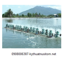 Nếu bà con quan tâm và muốn tìm hiểu thêm kỹ thuật nuôi tôm thẻ chân trắng cho năng suất cao có thể tham khảo bài viết: Kỹ thuật nuôi tôm thẻ chân trắng thịt sạch bệnh