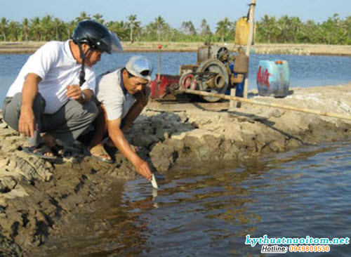 Điều chỉnh độ pH là cách chăm sóc tôm đúng kỹ thuật nuôi tôm chuyên nghiệp mà bà con cần chú ý Điều chỉnh độ pH là cách chăm sóc tôm đúng kỹ thuật nuôi tôm chuyên nghiệp mà bà con cần chú ý