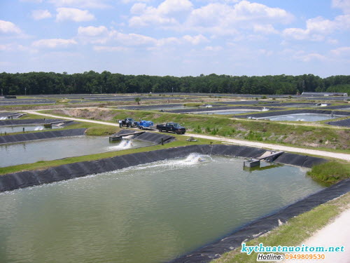 Độ trong của nước quyết định rất lớn đến khả năng sinh trưởng của tôm Độ trong của nước quyết định rất lớn đến khả năng sinh trưởng của tôm