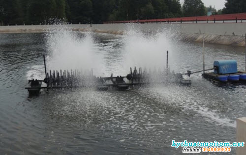 Cần chú ý không nên rải thức ăn vào mương trú ẩn tránh gây ô nhiễm theo đúng kỹ thuật nuôi tôm Cần chú ý không nên rải thức ăn vào mương trú ẩn tránh gây ô nhiễm theo đúng kỹ thuật nuôi tôm