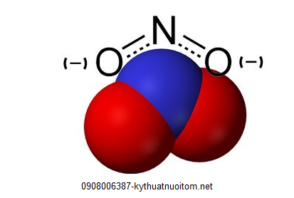 Kiểm tra nồng độ nitrite thường xuyên là một trong những kỹ thuật nuôi tôm quan trọng cần ghi nhớ để không gây ngộ độc cho tôm Kiểm tra nồng độ nitrite thường xuyên là một trong những kỹ thuật nuôi tôm quan trọng cần ghi nhớ để không gây ngộ độc cho tôm