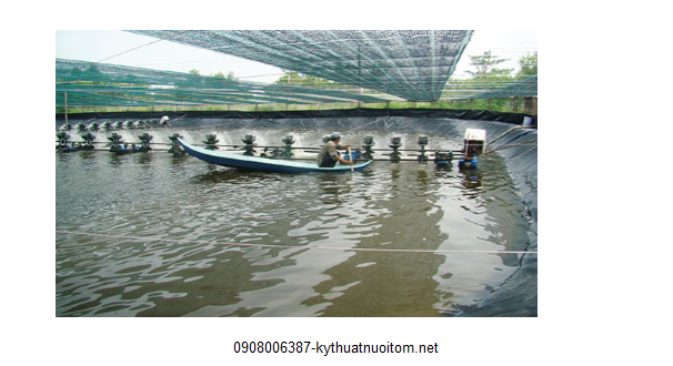 Vệ sinh và quản lý chất thải nghiêm ngặt là một trong những kỹ thuật nuôi tôm và chăm sóc tôm quan trọng Vệ sinh và quản lý chất thải nghiêm ngặt là một trong những kỹ thuật nuôi tôm và chăm sóc tôm quan trọng