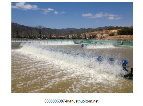 Chất thải có thể tạo điều kiện cho mầm bệnh phát triển gây ảnh hưởng nghiêm trọng đến sức khỏe của tôm Chất thải có thể tạo điều kiện cho mầm bệnh phát triển gây ảnh hưởng nghiêm trọng đến sức khỏe của tôm