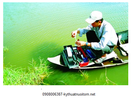 Màu nước chính là nguồn thức ăn quý giá cho tôm trong giai đoạn đầu Màu nước chính là nguồn thức ăn quý giá cho tôm trong giai đoạn đầu