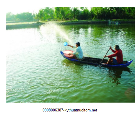 Màu nước ổn định sẽ giúp tôm sinh trưởng và phát triển nhanh chóng Màu nước ổn định sẽ giúp tôm sinh trưởng và phát triển nhanh chóng