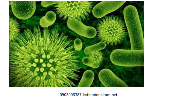 Tảo hình thành màu nước dịp lục tốt cho sự sống của tôm theo đúng kỹ thuật nuôi tôm Tảo hình thành màu nước dịp lục tốt cho sự sống của tôm theo đúng kỹ thuật nuôi tôm