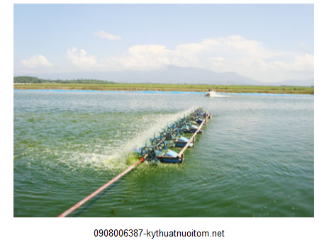 Màu nước tốt theo đúng kỹ thuật nuôi tôm sẽ hình thành màn che phiêu sinh, ngăn cản ánh sáng mặt trời xuyên qua tầng nước Màu nước tốt theo đúng kỹ thuật nuôi tôm sẽ hình thành màn che phiêu sinh, ngăn cản ánh sáng mặt trời xuyên qua tầng nước