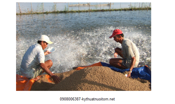 Thức ăn dạng khô viên có thể thuận tiện cho việc sử dụng, bảo quản và lưu thông Thức ăn dạng khô viên có thể thuận tiện cho việc sử dụng, bảo quản và lưu thông