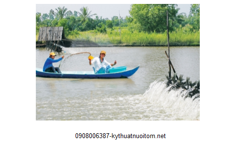 Cho tôm ăn đúng cách là tuân thủ kỹ thuật nuôi tôm chuyên nghiệp Cho tôm ăn đúng cách là tuân thủ kỹ thuật nuôi tôm chuyên nghiệp