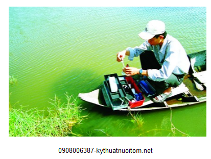 Cho tôm ăn đúng cách là cách thức giữ cho màu nước trong ao nuôi luôn đạt chuẩn về chất lượng Cho tôm ăn đúng cách là cách thức giữ cho màu nước trong ao nuôi luôn đạt chuẩn về chất lượng