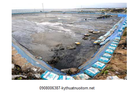 Ô nhiễm nguồn nước trong ao nuôi tôm có thể khiến tôm chết hàng loạt Ô nhiễm nguồn nước trong ao nuôi tôm có thể khiến tôm chết hàng loạt