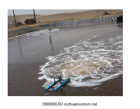 Cải tạo nguồn nước ngay khi phát hiện bệnh là vấn đề quan trọng trong kỹ thuật nuôi tôm Cải tạo nguồn nước ngay khi phát hiện bệnh là vấn đề quan trọng trong kỹ thuật nuôi tôm