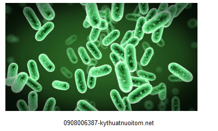 Kiểm soát vi rus gây bệnh trong nguồn nước bằng các chế phẩm sinh học ngày càng được ưa chuộng Kiểm soát vi rus gây bệnh trong nguồn nước bằng các chế phẩm sinh học ngày càng được ưa chuộng