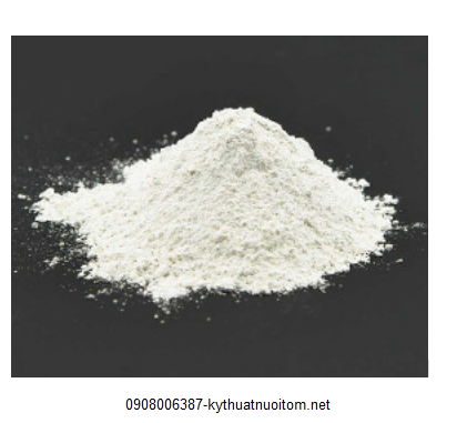 Tôm nổi đầu khi lên mưa là tình trạng vô cùng nguy hiểm Tôm nổi đầu khi lên mưa là tình trạng vô cùng nguy hiểm