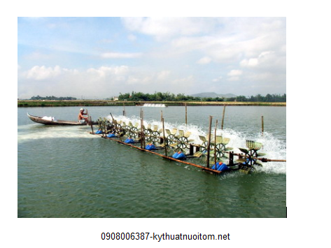 Xử lý màu nước trong ao nuôi theo đúng kỹ thuật nuôi tôm chuyên nghiệp Xử lý màu nước trong ao nuôi theo đúng kỹ thuật nuôi tôm chuyên nghiệp