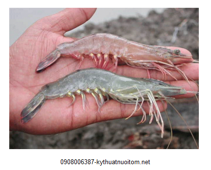 Nếu không nuôi tôm đúng kỹ thuật tôm sẽ phải đối mặt với rất nhiều bệnh tật Nếu không nuôi tôm đúng kỹ thuật tôm sẽ phải đối mặt với rất nhiều bệnh tật