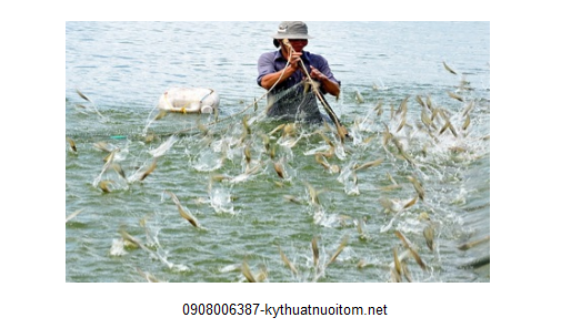 Để trị bệnh cho tôm có hiệu quả thì người nuôi cần phải dựa trên kết quả chuẩn đoán bệnh chính xác Để trị bệnh cho tôm có hiệu quả thì người nuôi cần phải dựa trên kết quả chuẩn đoán bệnh chính xác