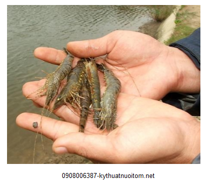 Thuốc hay hóa chất sử dụng phải phân hủy nhanh để hạn chế sự tồn lưu trong tôm hay môi trường Thuốc hay hóa chất sử dụng phải phân hủy nhanh để hạn chế sự tồn lưu trong tôm hay môi trường