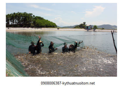 Việc sử dụng thuốc kháng sinh phải chọn đúng loại kháng sinh cần dùng, dùng đúng liều và đúng thời gian quy định Việc sử dụng thuốc kháng sinh phải chọn đúng loại kháng sinh cần dùng, dùng đúng liều và đúng thời gian quy định