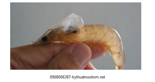 Virus gây bệnh tấn công có thể khiến tôm chết hàng loạt gây thất thoát rất lớn Virus gây bệnh tấn công có thể khiến tôm chết hàng loạt gây thất thoát rất lớn