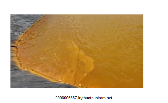 Phèn hóa có thể khiến tôm chết hàng loạt Phèn hóa có thể khiến tôm chết hàng loạt