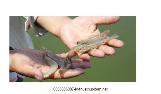 Nhiễm độc hữu cơ cũng là nguyên nhân khiến tôm chết hàng loạt Nhiễm độc hữu cơ cũng là nguyên nhân khiến tôm chết hàng loạt