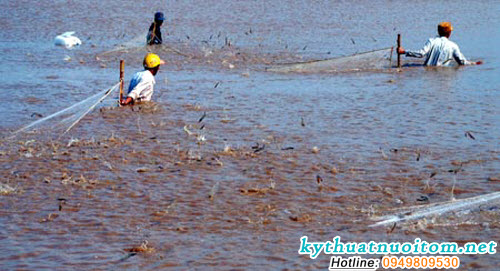 Trong việc nuôi tôm, vòng đời của tôm có thể diễn ra dưới điều kiện có kiểm soát để làm cho mật độ tăng cao có cùng kích cỡ và cho tôm ăn có kiểm soát Trong việc nuôi tôm, vòng đời của tôm có thể diễn ra dưới điều kiện có kiểm soát để làm cho mật độ tăng cao có cùng kích cỡ và cho tôm ăn có kiểm soát