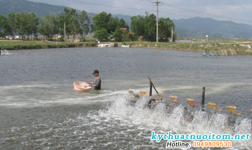 Nuôi tôm trong cạn đã được thử nhưng việc vận chuyển nước muối và sự thích nghi của cây cối dẫn đến vấn đề Nuôi tôm trong cạn đã được thử nhưng việc vận chuyển nước muối và sự thích nghi của cây cối dẫn đến vấn đề