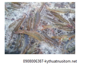 Nên thả tôm vào lúc sáng sớm hoặc chiều tối và đứng ở đầu ngọn gió