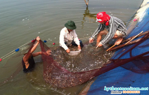 Ngoài 2 phương tiện trên có thể dùng, chài quăng nhưng phương tiện này dễ ảnh hưởng đời sống tôm còn lại nuôi tiếp Ngoài 2 phương tiện trên có thể dùng, chài quăng nhưng phương tiện này dễ ảnh hưởng đời sống tôm còn lại nuôi tiếp