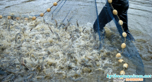 Dùng te, vét để thu sau khi tháo cạn vợi nước trong ao sau khi dùng xung điện làm tê liệt tôm Dùng te, vét để thu sau khi tháo cạn vợi nước trong ao sau khi dùng xung điện làm tê liệt tôm