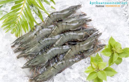 Ướp đá một trong những phương pháp bảo quan tôm theo đúng kỹ thuật nuôi tôm sú chuyên nghiệp Ướp đá một trong những phương pháp bảo quan tôm theo đúng kỹ thuật nuôi tôm sú chuyên nghiệp